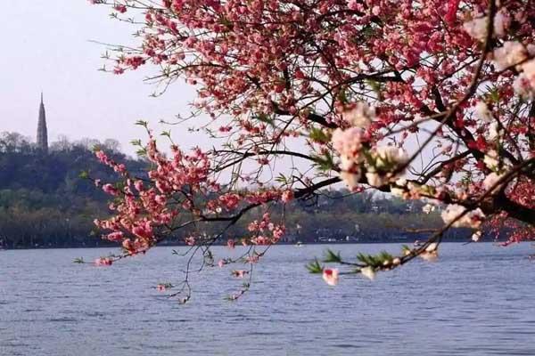 杭州哪里桃花好看