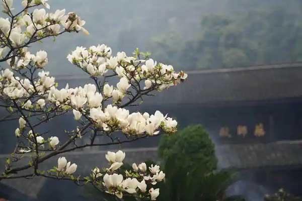 杭州看玉兰花的地方