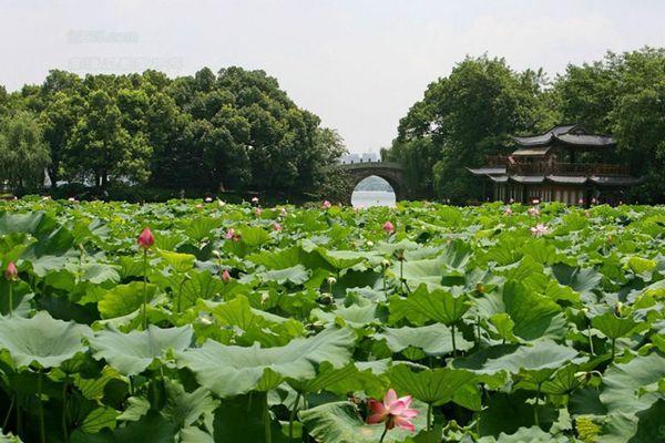 曲院風(fēng)荷旅游攻略-門票價格-景點(diǎn)信息