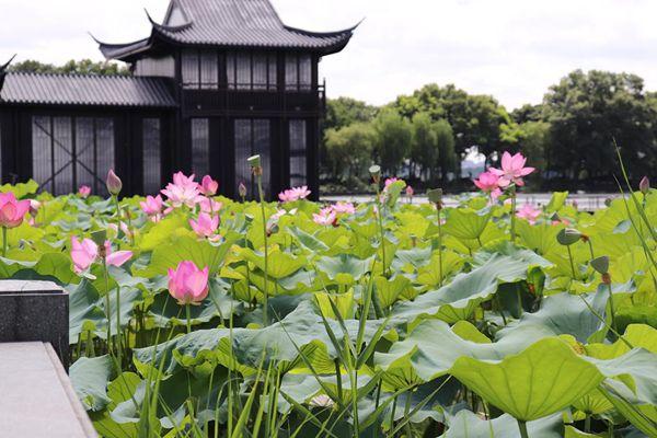 曲院風(fēng)荷旅游攻略-門票價格-景點(diǎn)信息