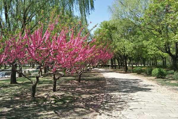 天津赏梅花的地方有哪些