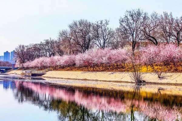 天津什么地方有桃花