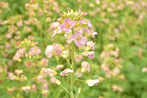 重慶周邊看油菜花最好的地方