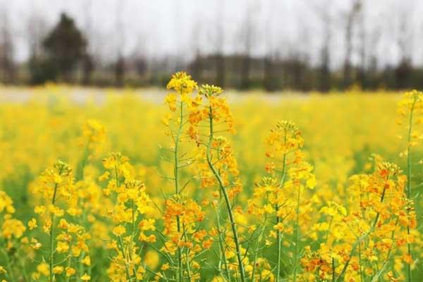 重慶周邊看油菜花最好的地方