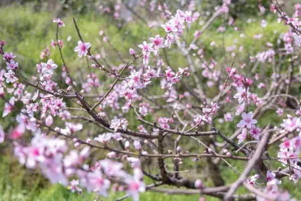 金华哪里有桃花看