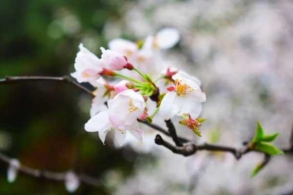 怀化赏樱花的地方在哪