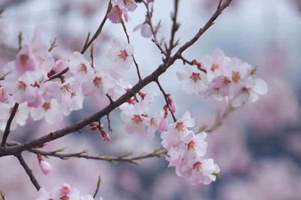 永州哪里看桃花