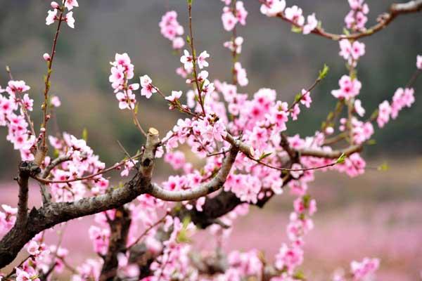 枣庄赏桃花好去处