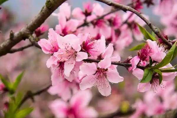 棗莊賞桃花好去處