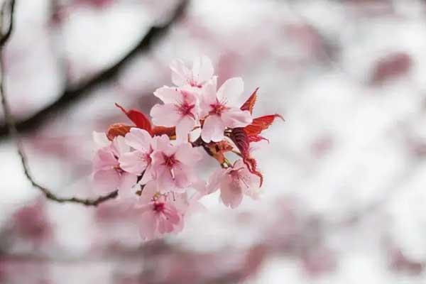 莱芜赏桃花的地方