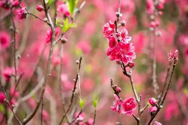 莱芜赏桃花的地方