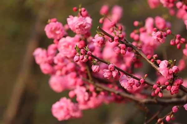 萊蕪賞桃花的地方