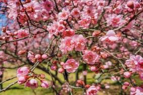 萊蕪賞花踏青的地方