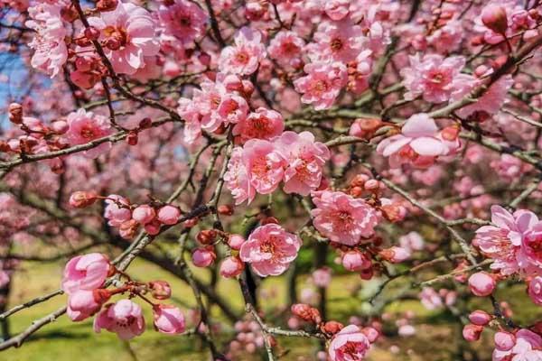 萊蕪賞花踏青的地方