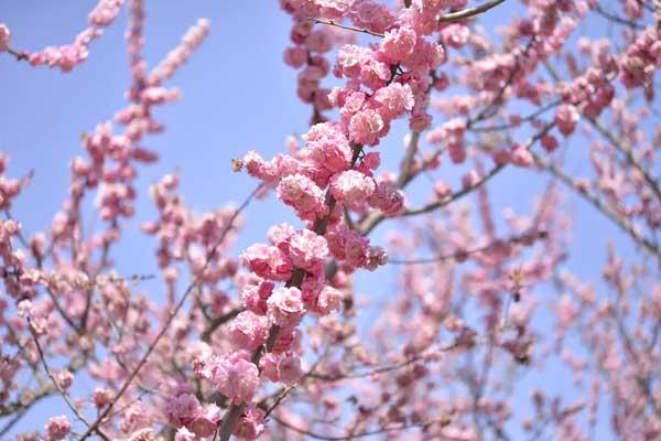 沈阳在哪能看到梅花