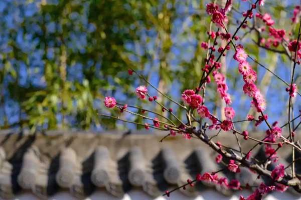 沈陽在哪能看到梅花