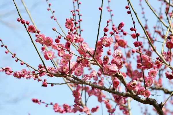 沈阳在哪能看到梅花