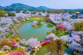 武漢東湖櫻花園門票價格及優惠政策