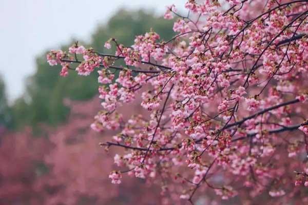 上海观赏樱花最佳地点