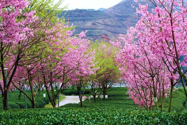 福建龙岩哪里有樱花