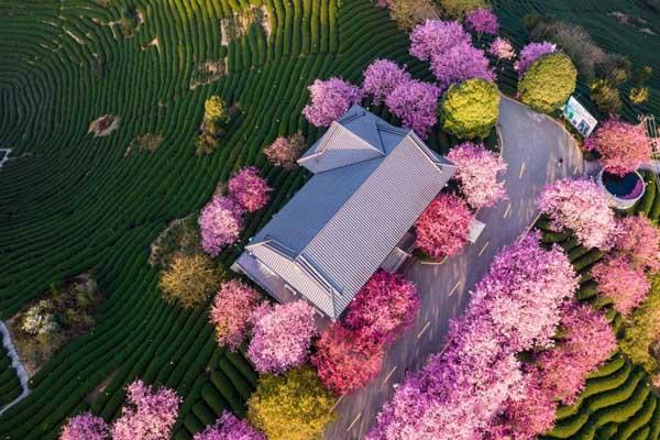 福建龍巖哪里有櫻花