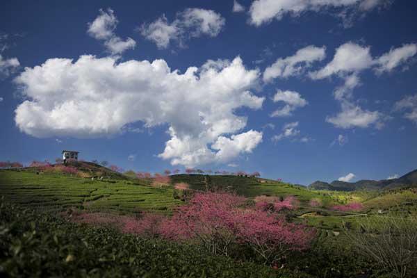 福建龙岩哪里有樱花