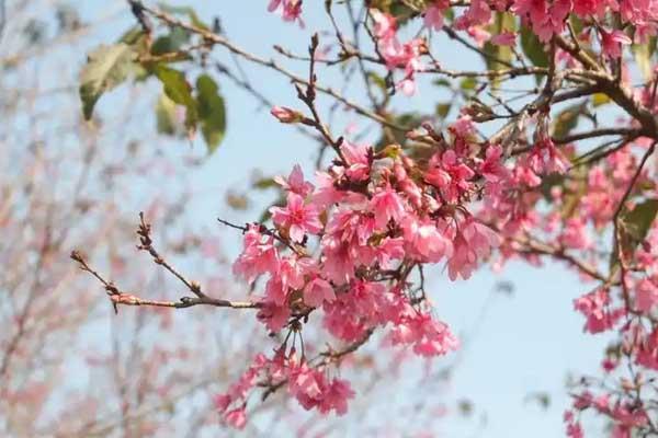 漳州哪里看樱花