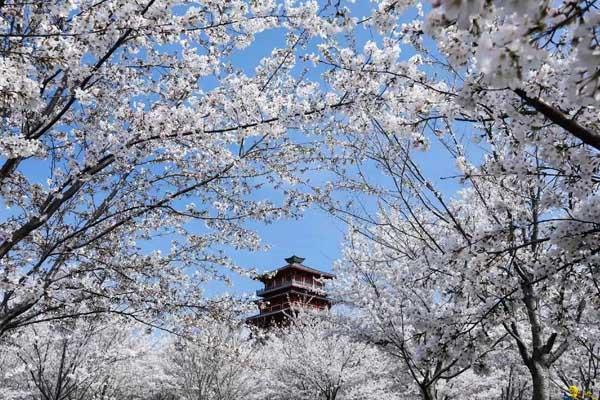 2025豐樂櫻花園門票多少錢