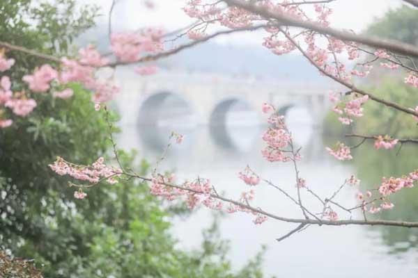 重庆看樱花免费景点有哪些