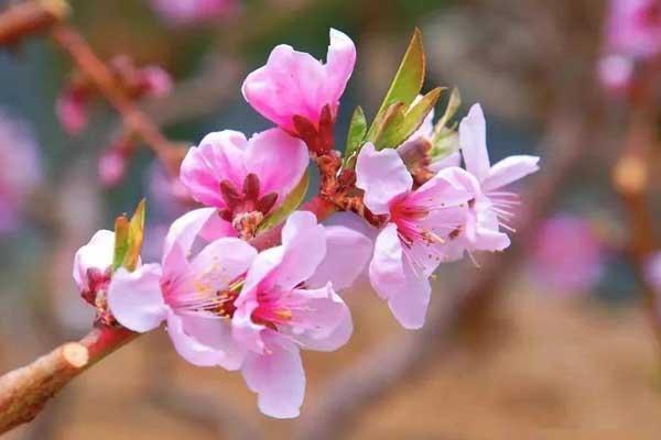 蘭州哪里有桃花