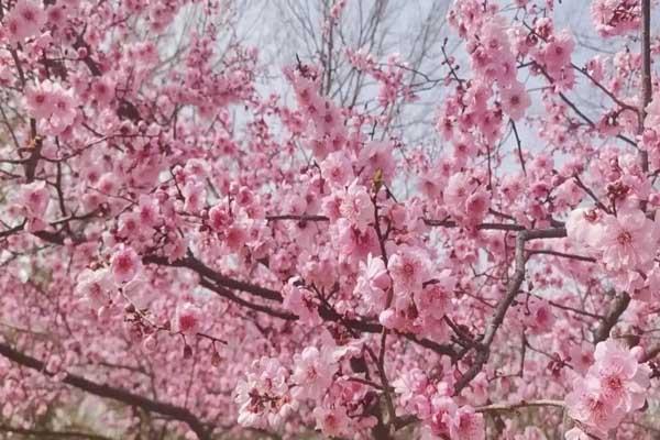 蘭州哪里有桃花