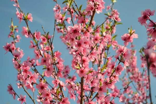 蘭州賞花好去處