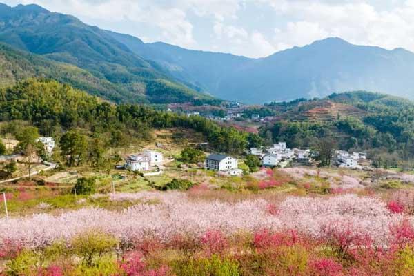 宜春哪里有樱花看