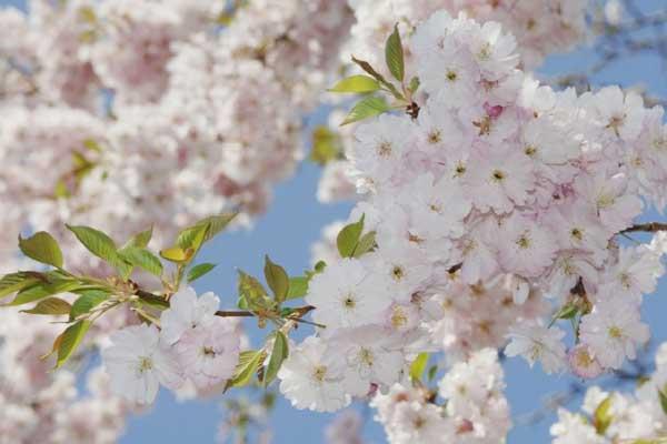 湛江哪里有樱花