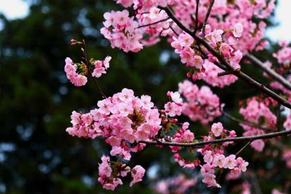 湛江哪里有樱花