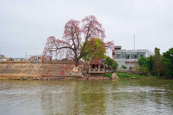 順德踏青賞花地點