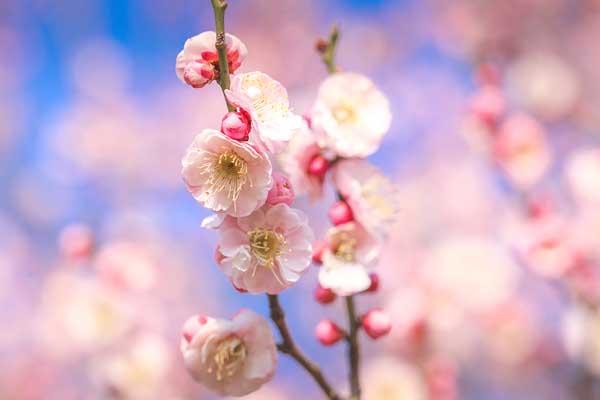 西安看梅花去哪里好