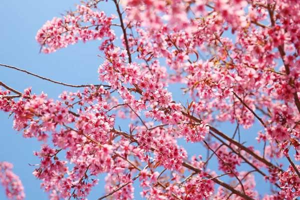 泰安賞櫻花的地方