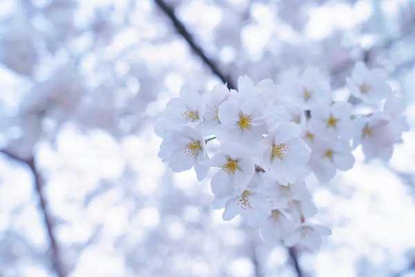 泰安賞櫻花的地方