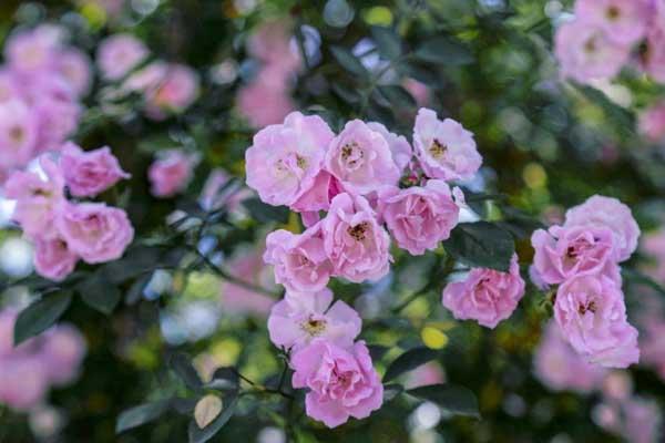 泰安薔薇花觀賞地點在哪