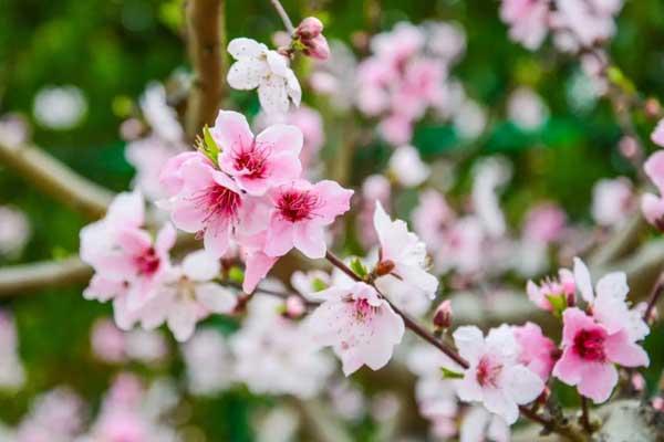 沈阳哪里的桃花好看