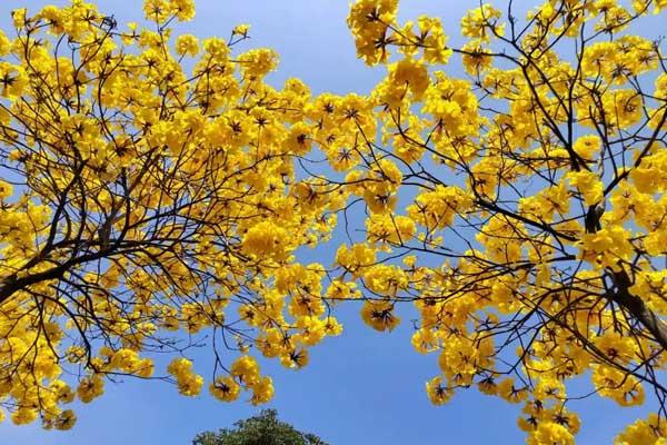 江門哪里看黃風鈴花