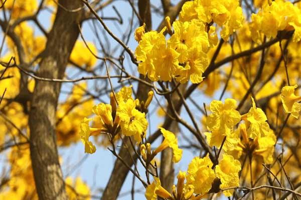 江門哪里看黃風鈴花