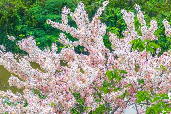 江门赏樱花地点推荐