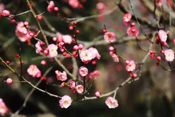 温州看花的地方有哪些