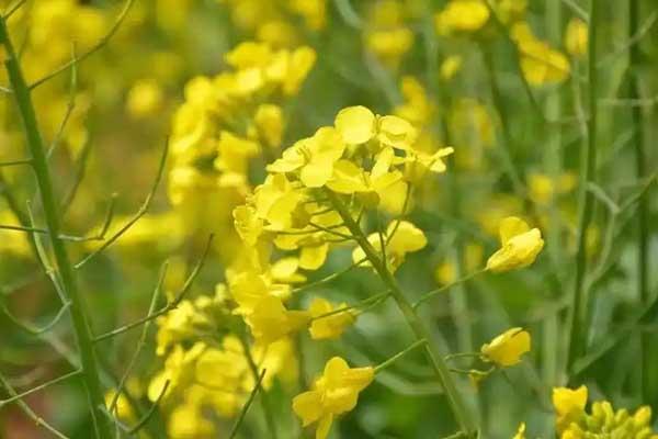 温州哪里看油菜花好