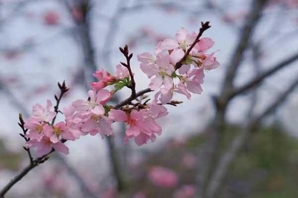 汕头哪里看樱花最好