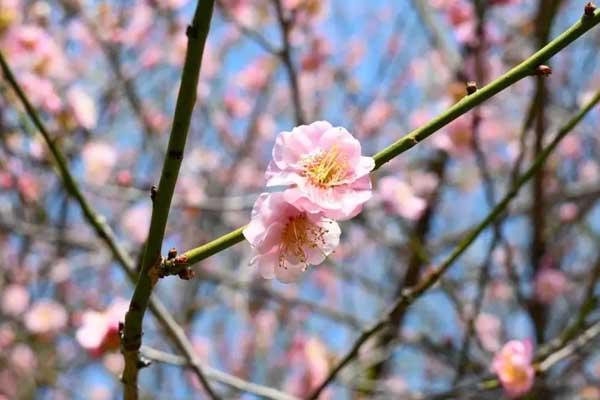 汕頭看桃花的地方