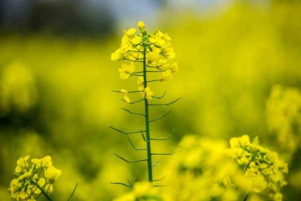 惠州哪有油菜花看