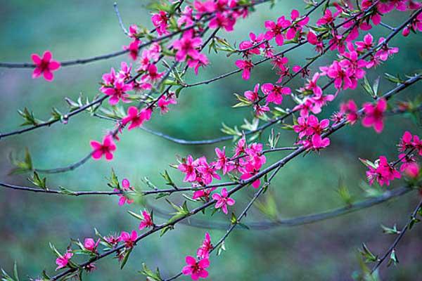 惠州哪里有桃花风景区